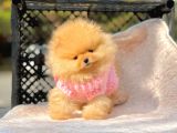 Teddy Face Boo Pomeranian Yavrular