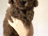 Red Brown Toy Poodle Yavrular