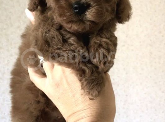 Red Brown Toy Poodle Yavrular görsel