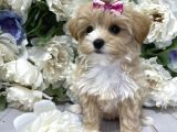 Maltipoo Mix Irk Garantili Yavrular