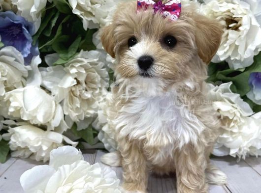 Maltipoo Mix Irk Garantili Yavrular görsel
