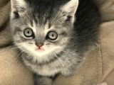 Tabby British Shorthair 