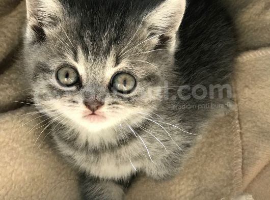 Tabby British Shorthair 