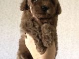 Red Brown Toy Poodle Yavrular
