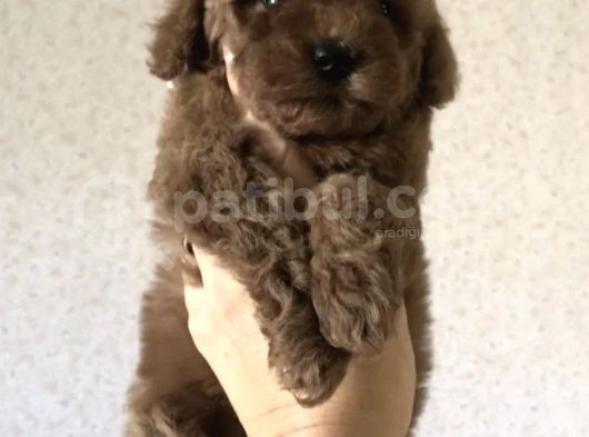 Red Brown Toy Poodle Yavrular