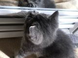 Tabby British Shorthair 