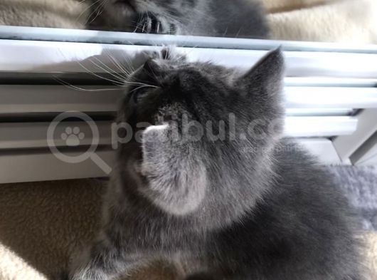 Tabby British Shorthair  görsel