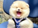 Ayıcık Surat Boo Pomeranian Yavrular