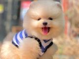 Ayıcık Surat Boo Pomeranian Yavrular