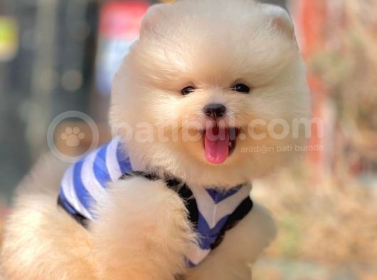 Ayıcık Surat Boo Pomeranian Yavrular