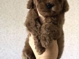 Red Brown Toy Poodle Yavrular
