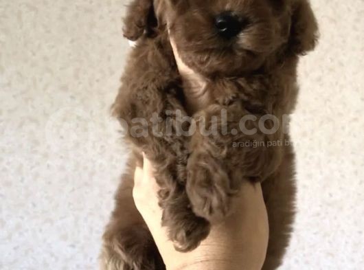 Red Brown Toy Poodle Yavrular görsel
