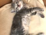 Tabby British Shorthair 