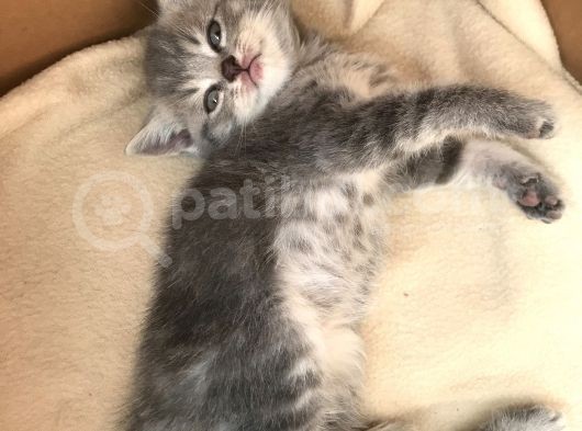 Tabby British Shorthair  görsel