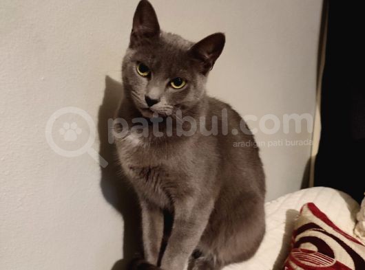 Kızım Miya Çok Akıllı görsel
