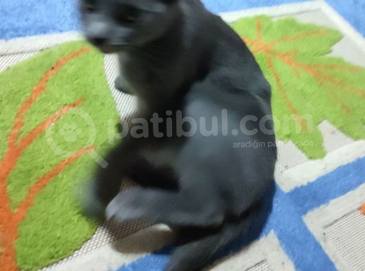 Kızım Miya Çok Akıllı görsel