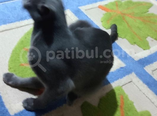 Kızım Miya Çok Akıllı görsel