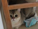 British Shorthair Golden Black Scrli