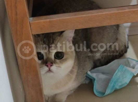 British Shorthair Golden Black Scrli görsel