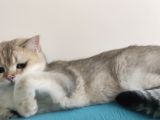 British Shorthair Golden Black Scrli