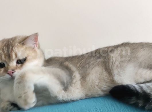 British Shorthair Golden Black Scrli görsel