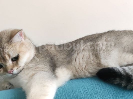 British Shorthair Golden Black Scrli görsel