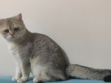 British Shorthair Golden Black Scrli