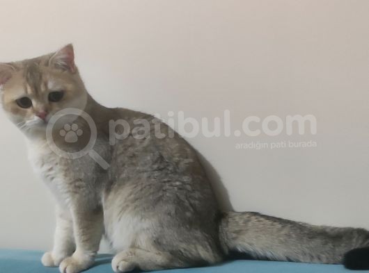 British Shorthair Golden Black Scrli