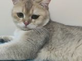British Shorthair Golden Black Scrli