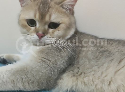 British Shorthair Golden Black Scrli görsel