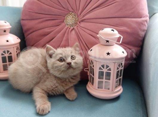 British Shorthair Lilac Dişi Ve Erkek Yavrular görsel