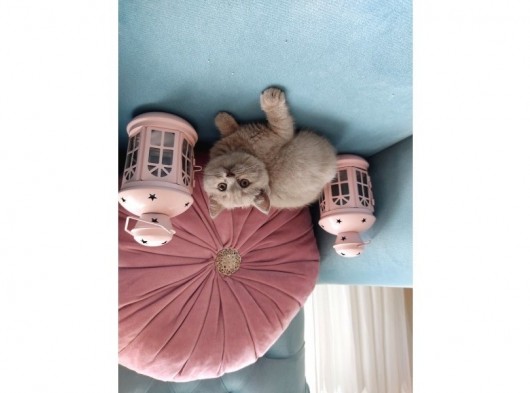British Shorthair Lilac Dişi Ve Erkek Yavrular