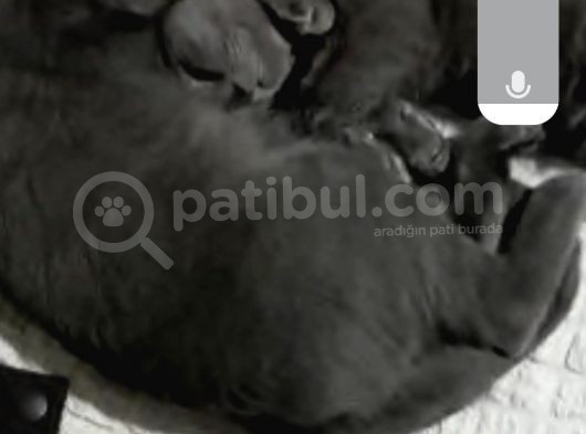 Kızım Miya Çok Akıllı