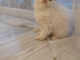 Dişi İran Himalayan