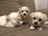 Evde Yetiştirilen Sağlıklı Yavru Köpekler