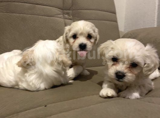 Evde Yetiştirilen Sağlıklı Yavru Köpekler görsel