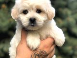 Babyface Gold Morkie Yavrumuz