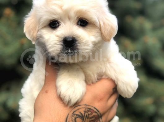 Babyface Gold Morkie Yavrumuz görsel
