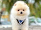 Ayı Surat Boo Pomeranian Yavrular