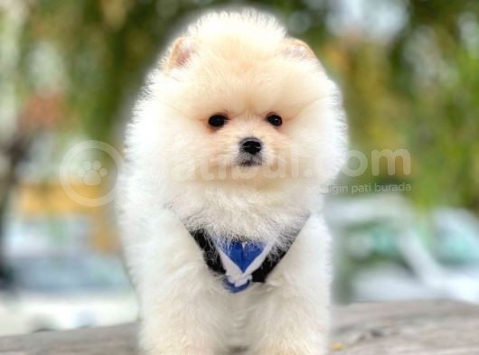 Ayı Surat Boo Pomeranian Yavrular görsel