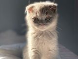 Nadir Bulunan Scottish Fold Lilac