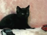 British Shorthair Yavrum