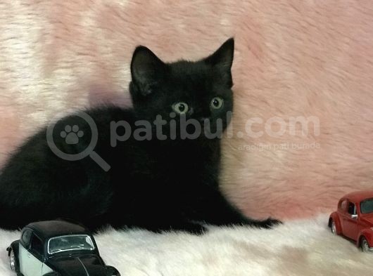 British Shorthair Yavrum görsel
