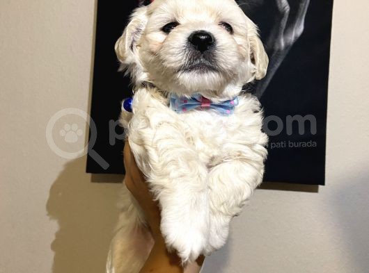 Evde Yetiştirilen Sağlıklı Yavru Köpekler görsel