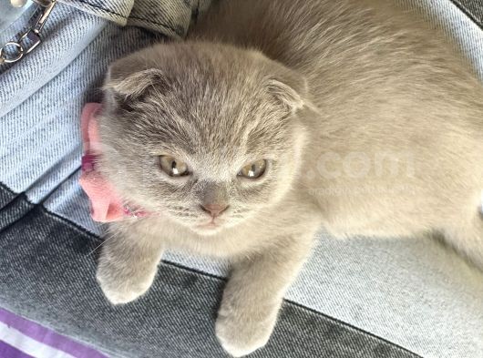 Nadir Bulunan Scottish Fold Lilac görsel
