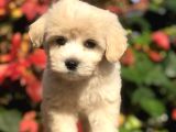 Mükemmel Görsellikteki Maltıpoo Yavrumuz