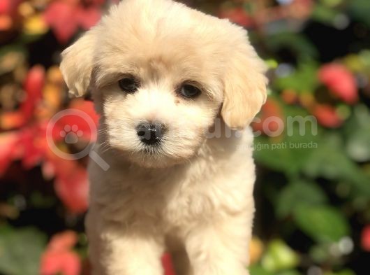 Mükemmel Görsellikteki Maltıpoo Yavrumuz görsel