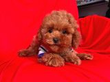 Red Brown Toy Poodle Yavrular