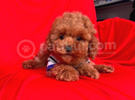 Red Brown Toy Poodle Yavrular görsel