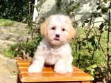 Maltipoo Sevimli Mini Boy Yavrular